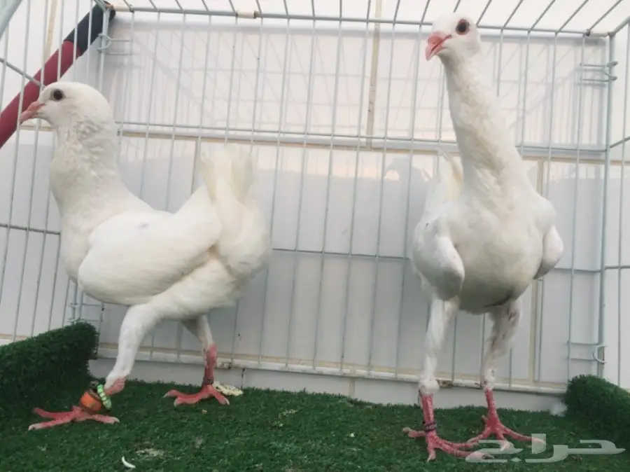 جوز مالتيز TOP (image 1)