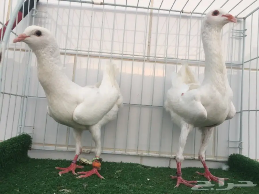 جوز مالتيز TOP (image 2)