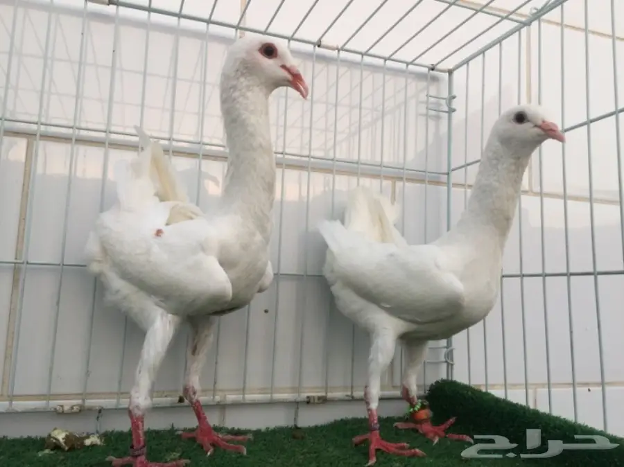 جوز مالتيز TOP (image 3)