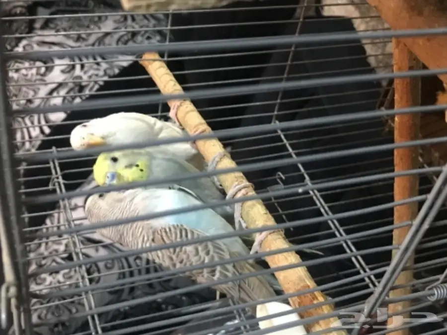 للبيع عاجل زوج بادجي وانثي البينو عيون حمراء