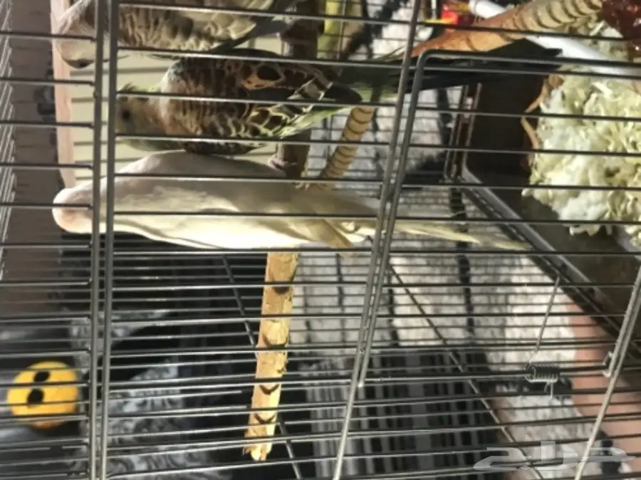 للبيع عاجل زوج بادجي وانثي البينو عيون حمراء (image 1)