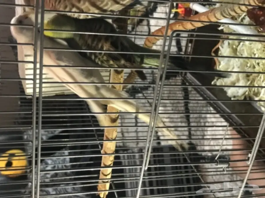 للبيع عاجل زوج بادجي وانثي البينو عيون حمراء (image 2)