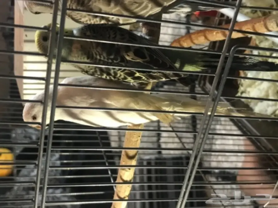 للبيع عاجل زوج بادجي وانثي البينو عيون حمراء (image 3)