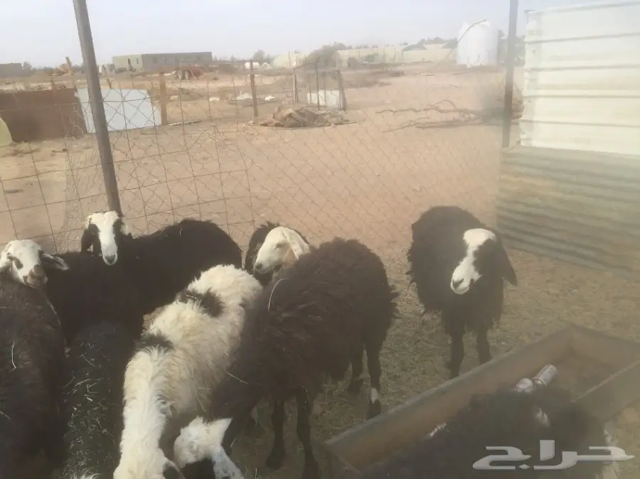 نعاج نجديه (image 1)