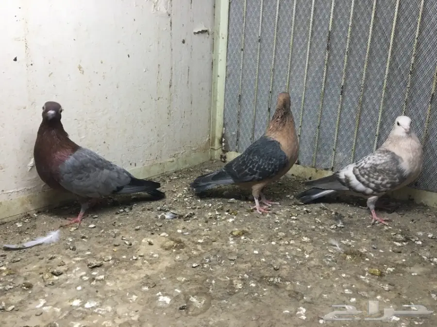 قطط رائعة للتبني - جدة