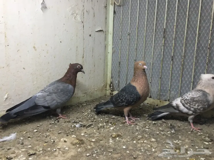 قطط رائعة للتبني - جدة (image 1)