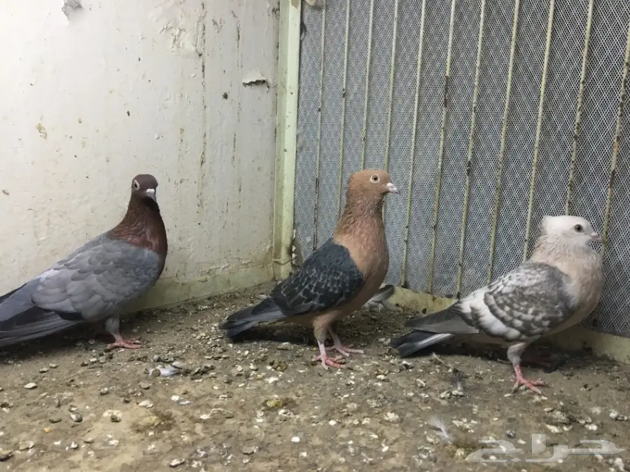 قطط رائعة للتبني - جدة (image 2)