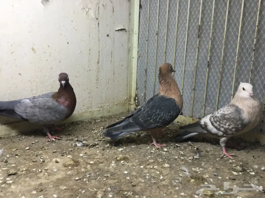 قطط رائعة للتبني - جدة (image 3)