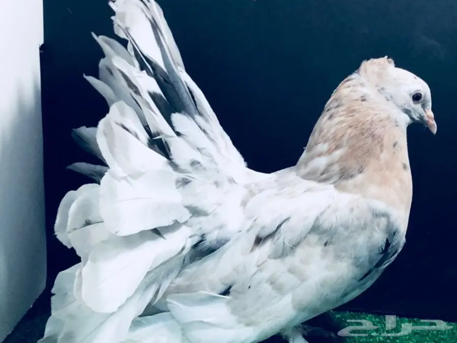 طبة شماسي امريكي للبيع (image 5)