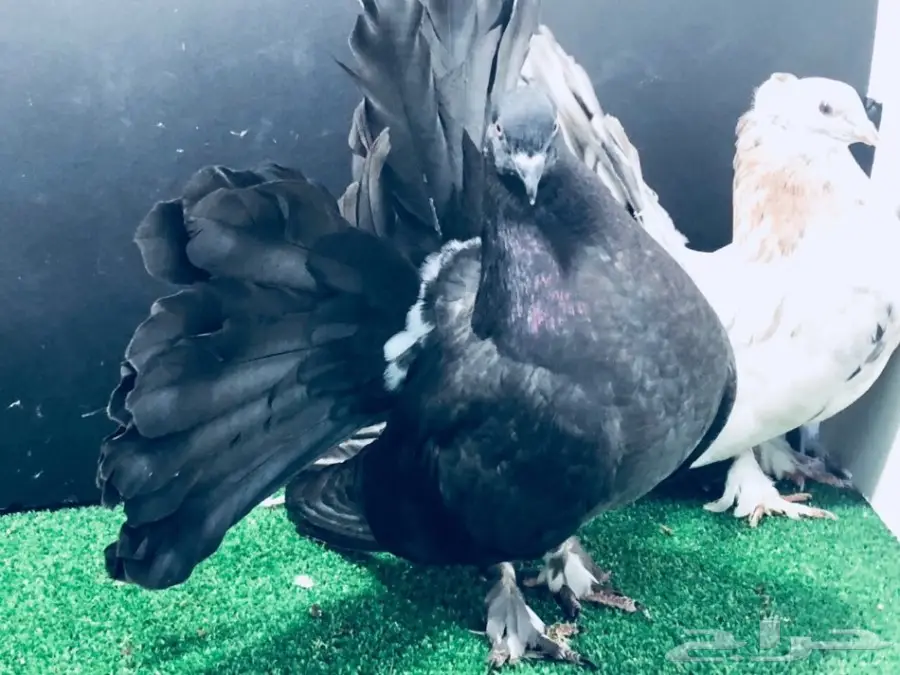 طبة شماسي امريكي للبيع (image 6)