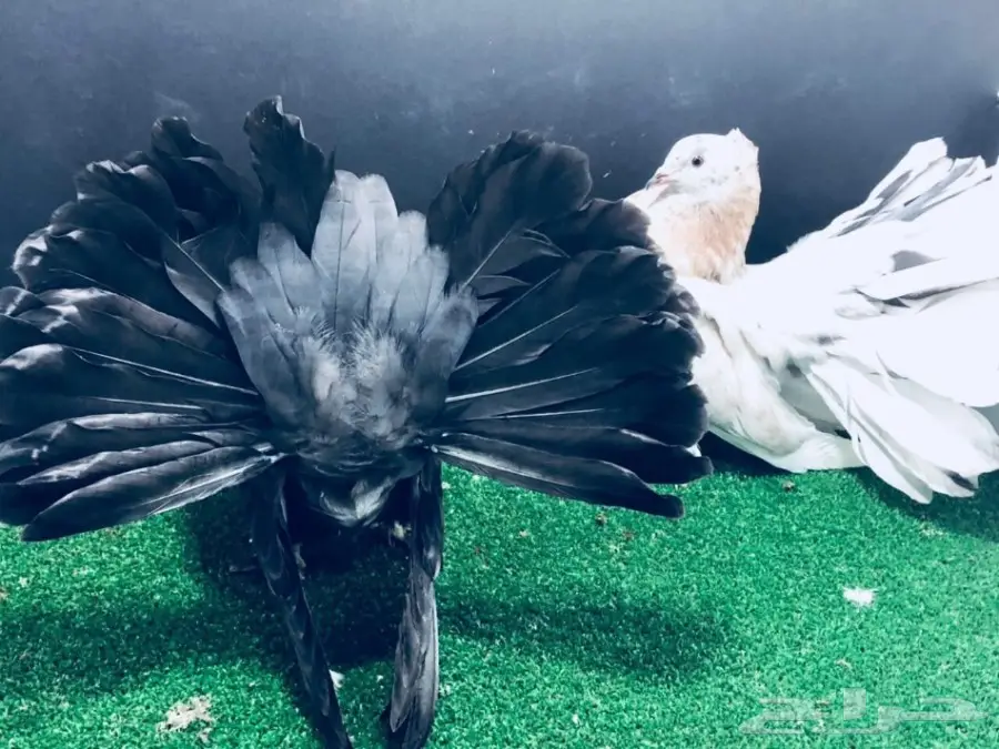 طبة شماسي امريكي للبيع (image 7)