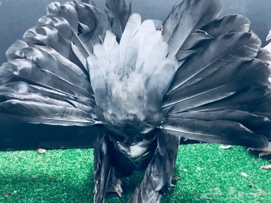 طبة شماسي امريكي للبيع (image 8)