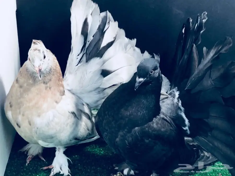 طبة شماسي امريكي للبيع (image 9)