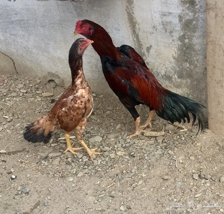 زوج دجاج بلجيكي بيور