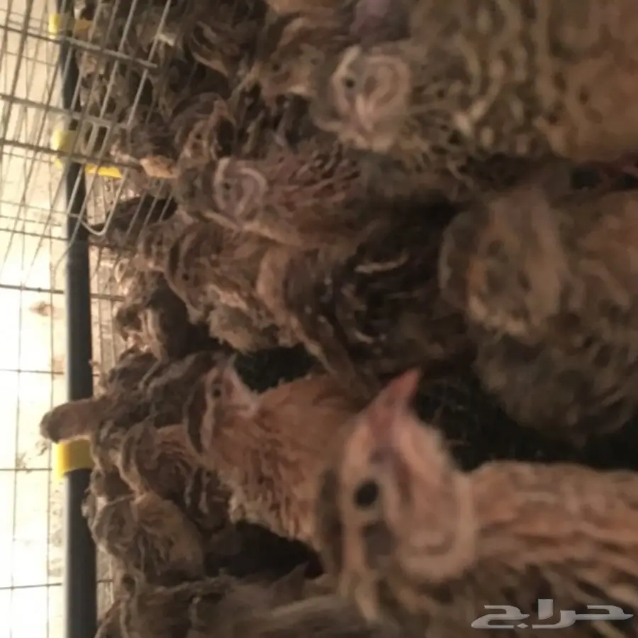 سمان للبيع جمله (image 1)