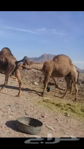 جمل كفوو يامدور هداد الشتاء سنه جذع (image 2)