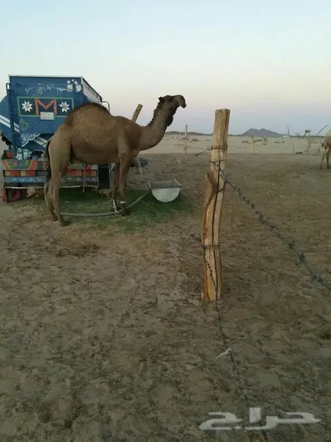 جمل كفوو يامدور هداد الشتاء سنه جذع (image 4)