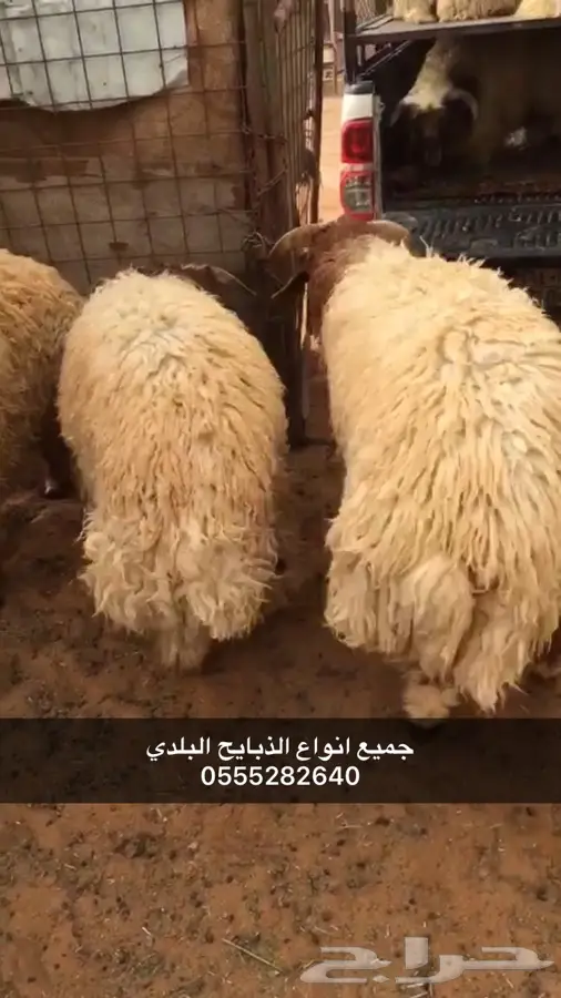 ذبايح بلدي (image 4)