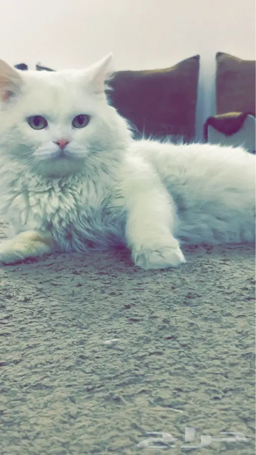 شيرازي بيور ذكر (image 3)