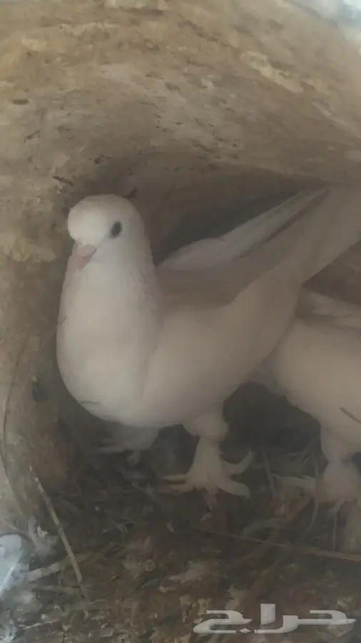 جوزين اتراك (image 7)