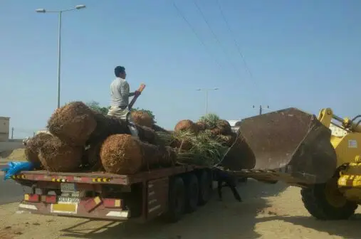 شبوك وتريد جمع انواع نخيل العرابي وزين وتنسيق (image 5)