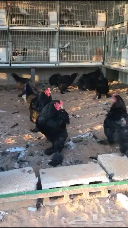 دجاج فارسي أسود - 3 ديوك + 9 دجاج - فرصة ذهبية!
