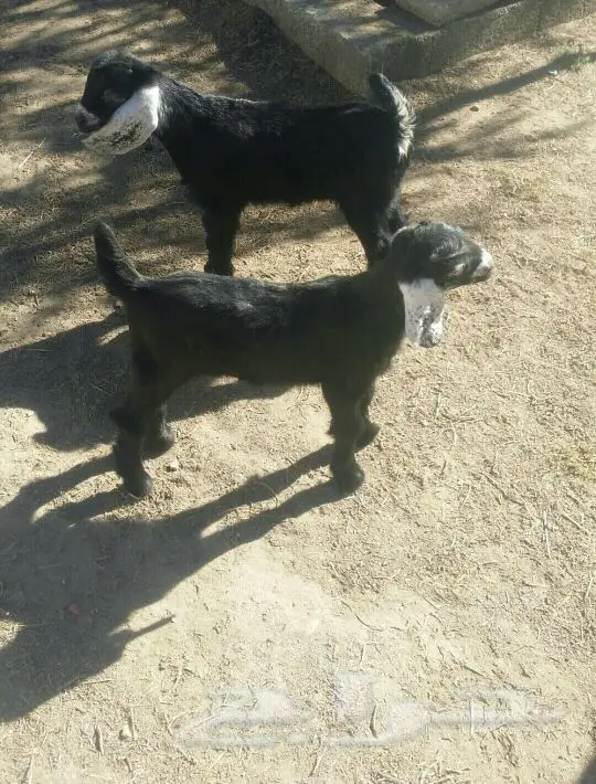 جفر وجفرة للبيع (image 1)