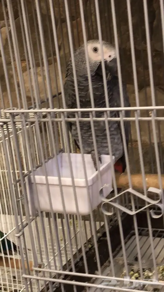 كاسكو افريقي للبيع