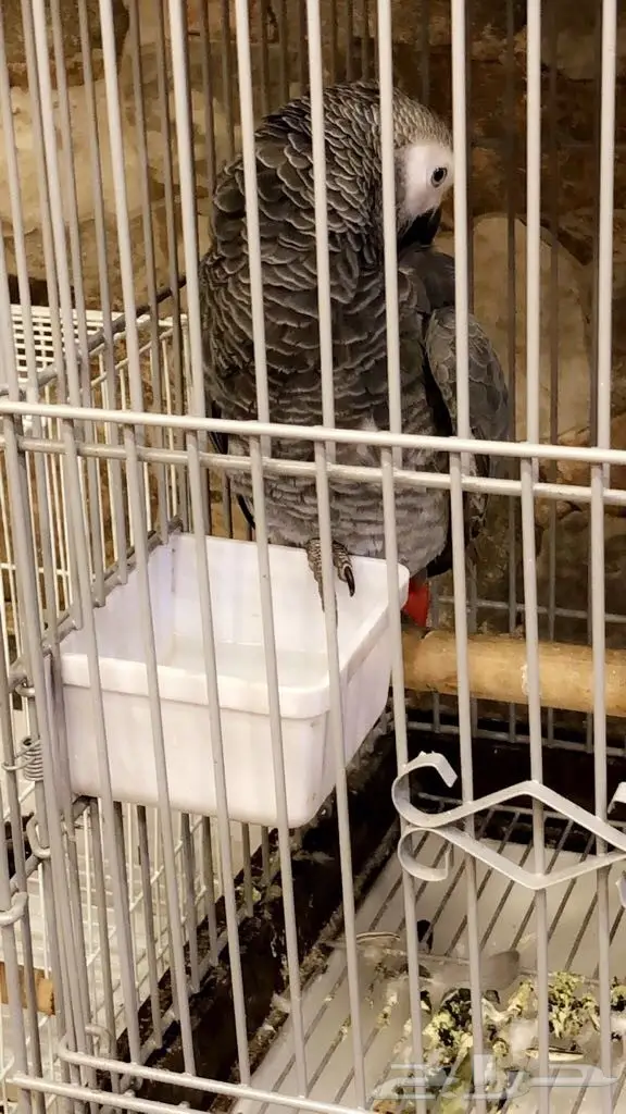 كاسكو افريقي للبيع (image 1)