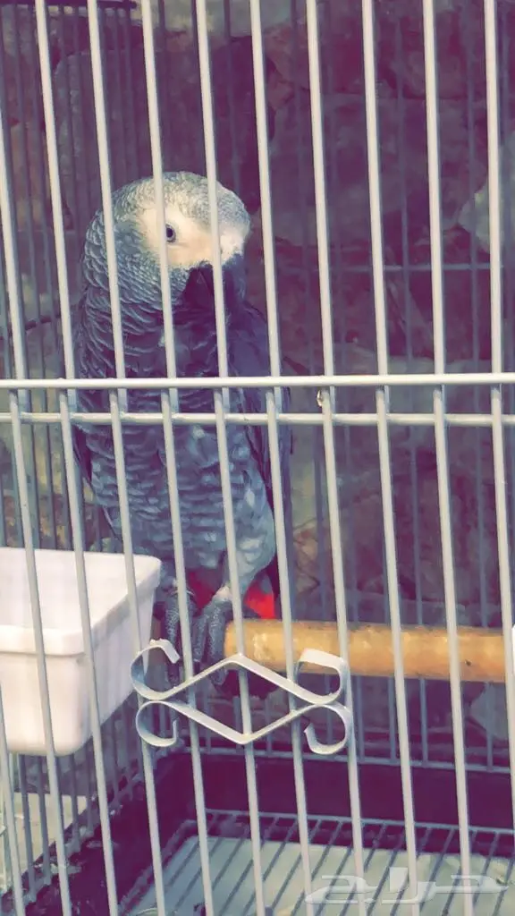 كاسكو افريقي للبيع (image 2)