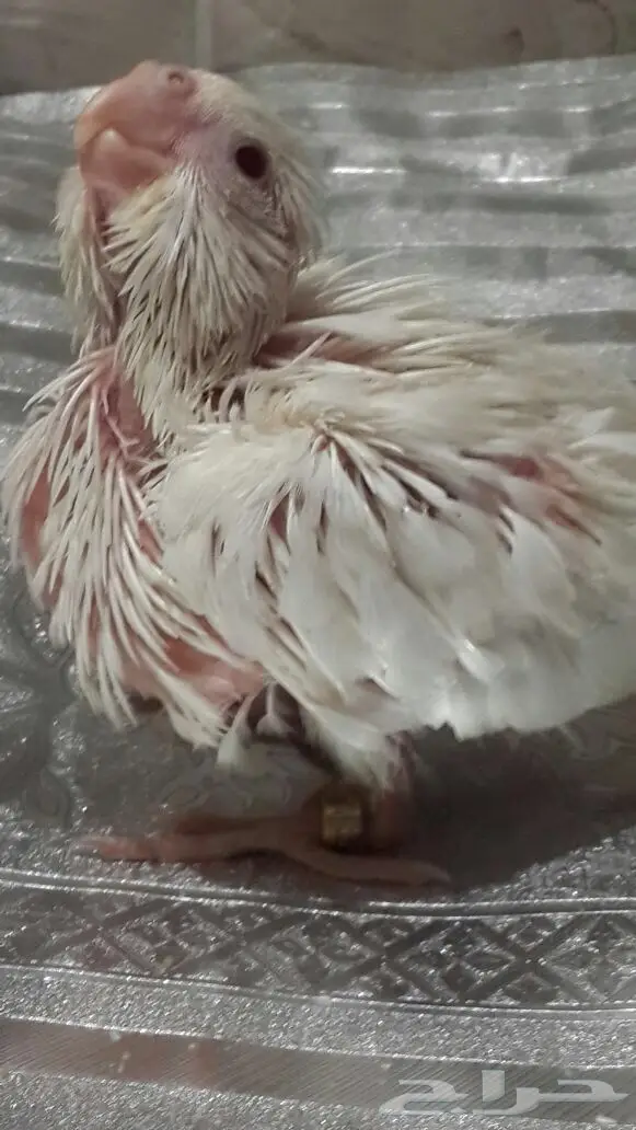 فرخ كروان البينو 