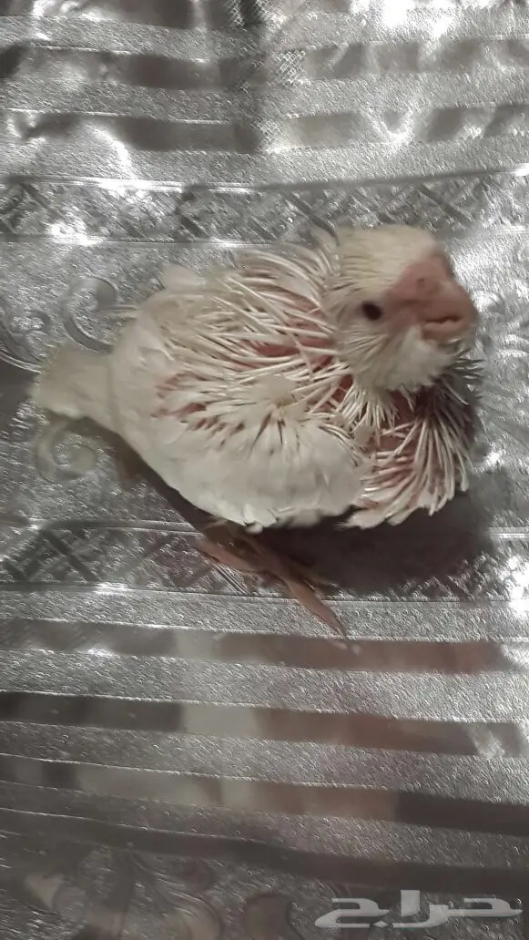 فرخ كروان البينو  (image 1)