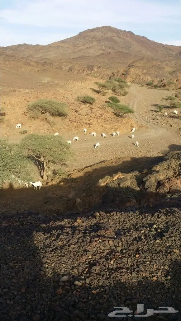 ضان حبص مراح (image 9)