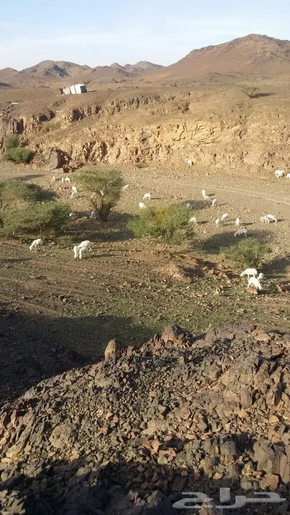 ضان حبص مراح (image 10)