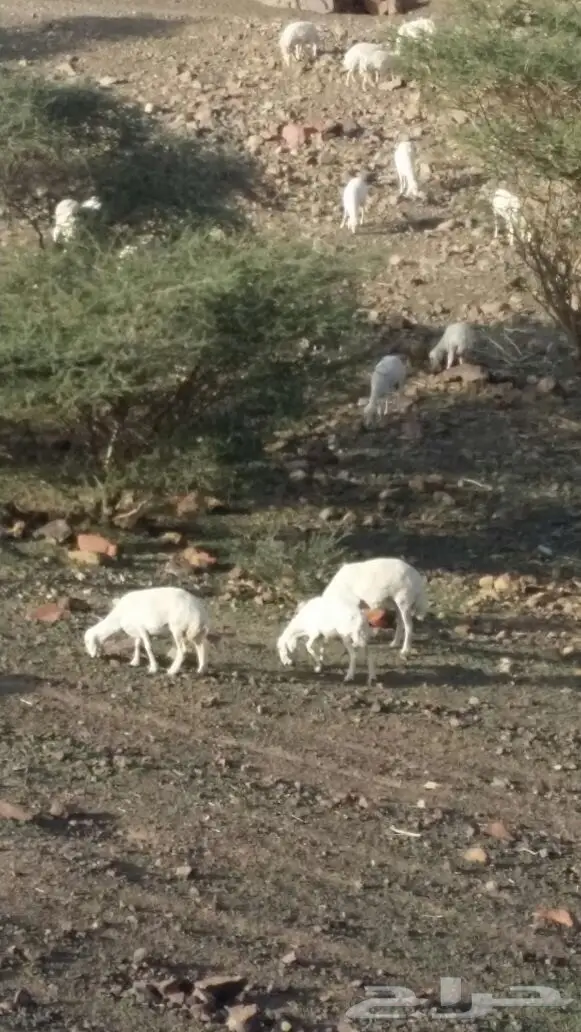 ضان حبص مراح (image 11)