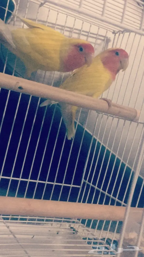 روز للبيع اليف  (image 4)