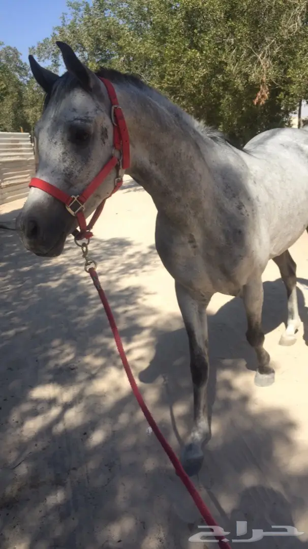 حصان واهو للبيع (image 1)