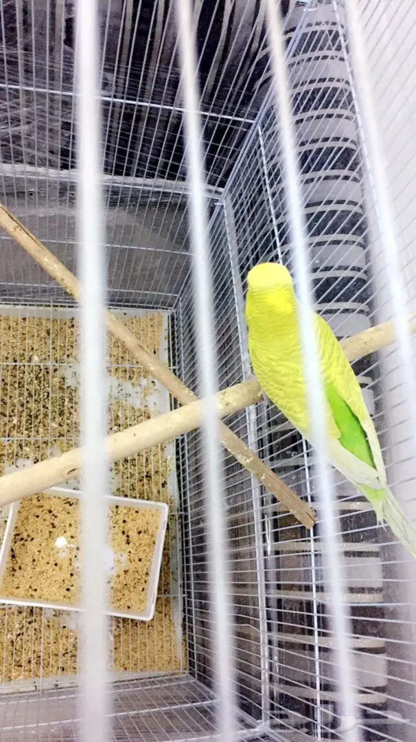 ذكر إنجليزي حجم يملي العين (image 2)