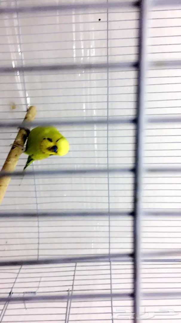 ذكر إنجليزي حجم يملي العين (image 3)