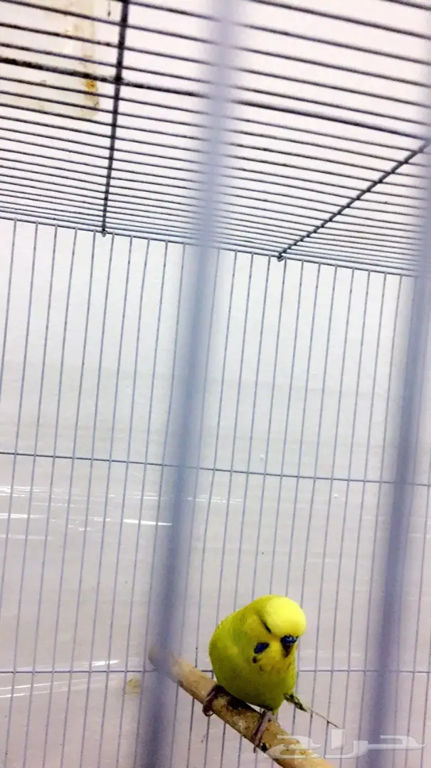 ذكر إنجليزي حجم يملي العين (image 4)