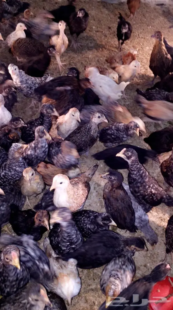 صوص بلدي  (image 1)