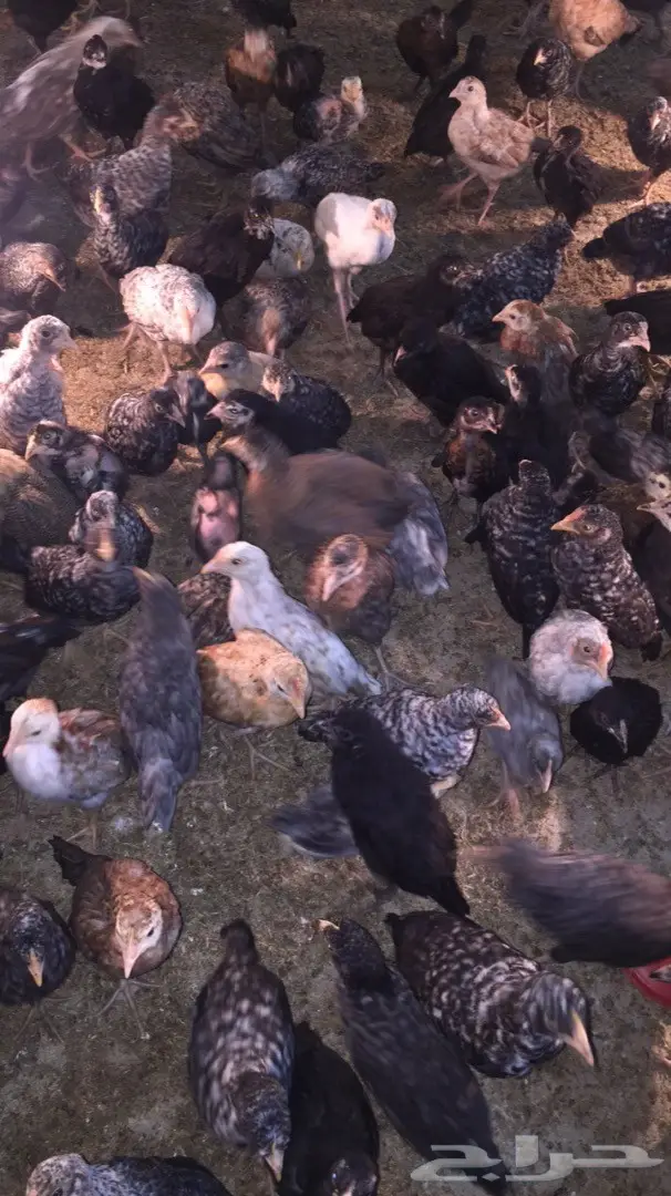 صوص بلدي  (image 2)