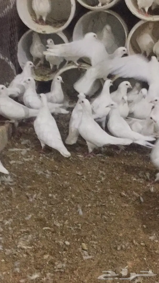 حمام فرنسي (image 5)