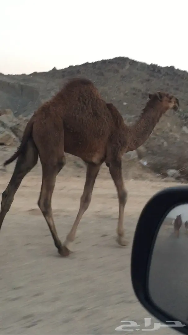 قعود كفووو للبيع 