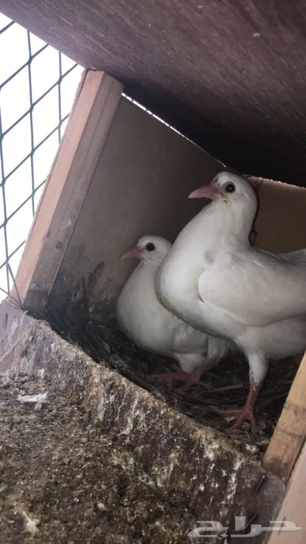 اكثر من 200 جوز زغاليل و فروخ... 