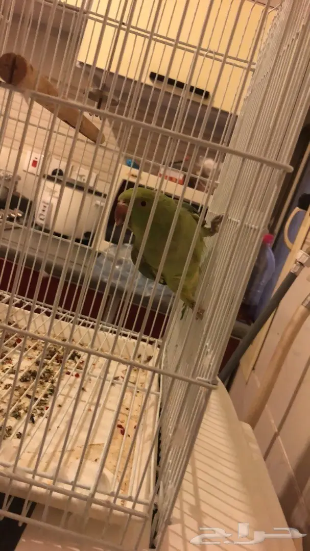 ببغاء درة ( جدة )