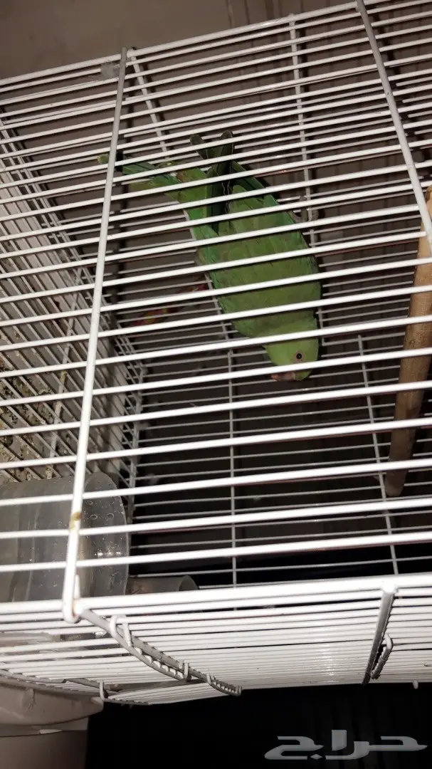 ببغاء درة ( جدة ) (image 2)