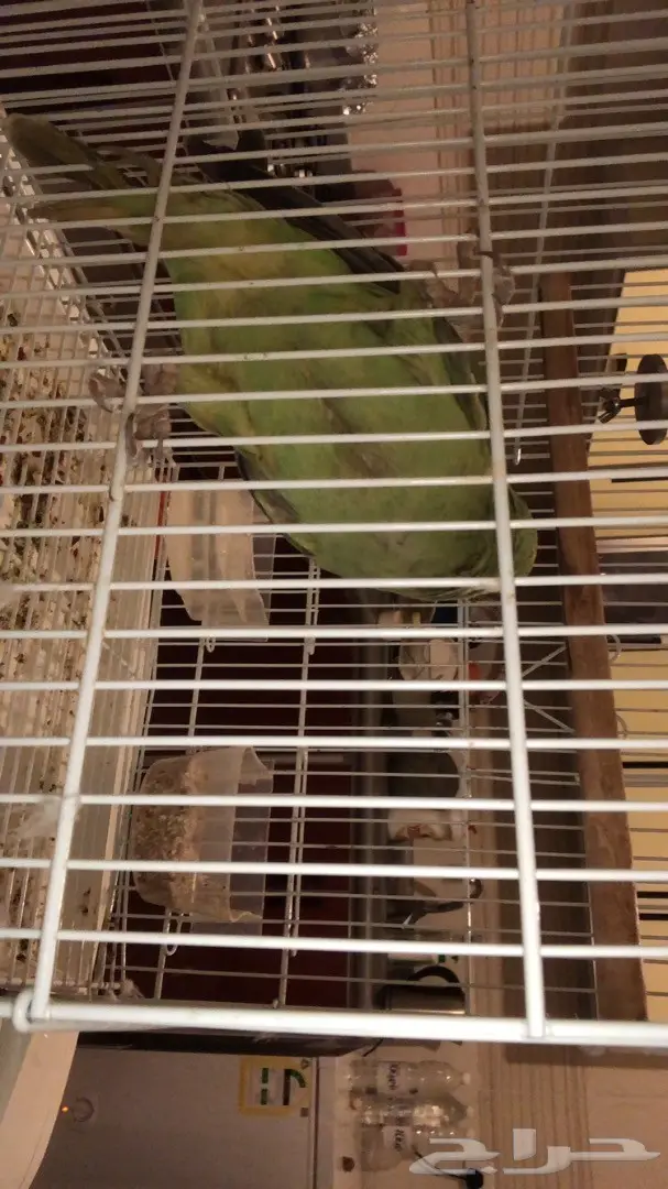 ببغاء درة ( جدة ) (image 3)