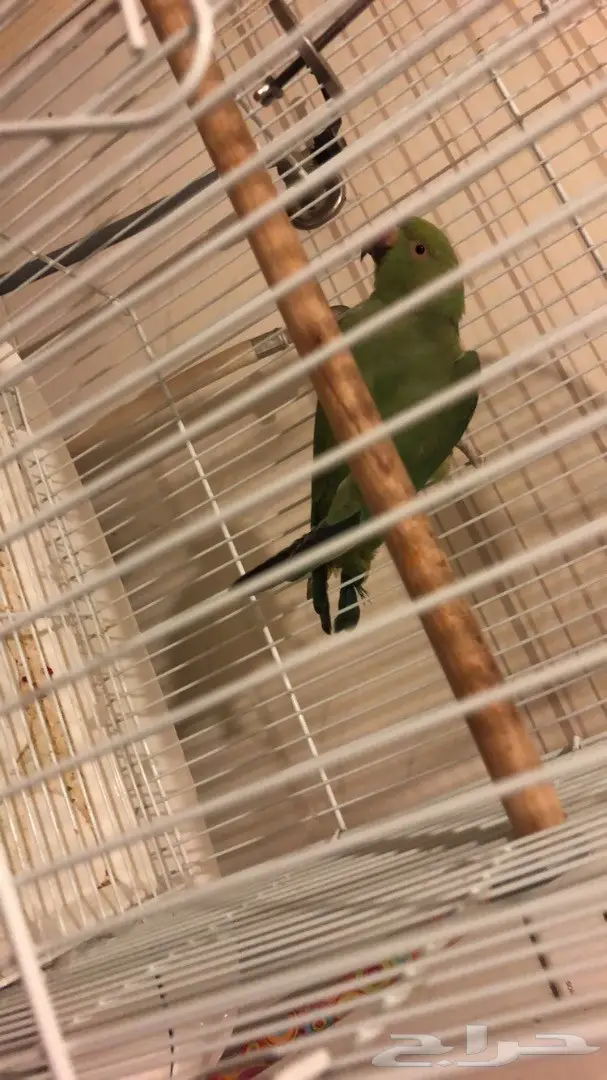 ببغاء درة ( جدة ) (image 4)