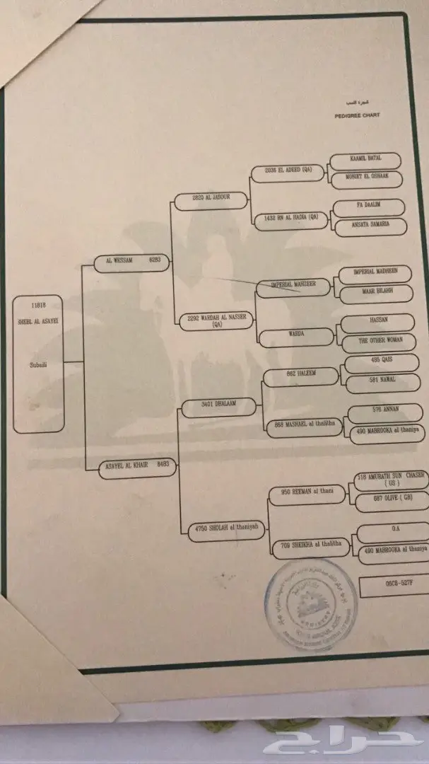 حصان واهو للبيع